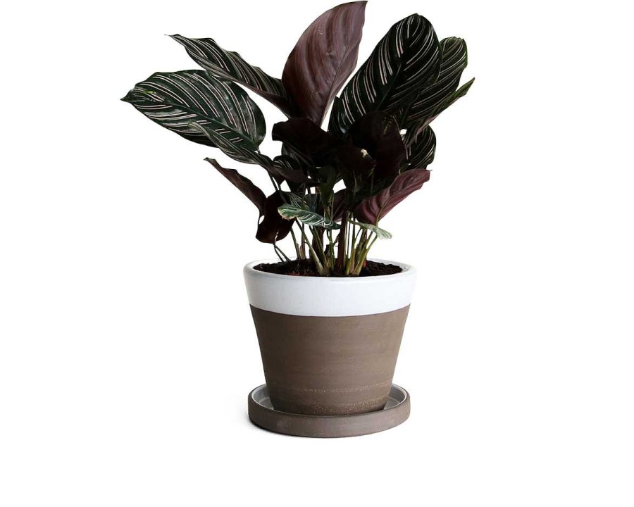 Special Edition Jono Pandolfi | Planter