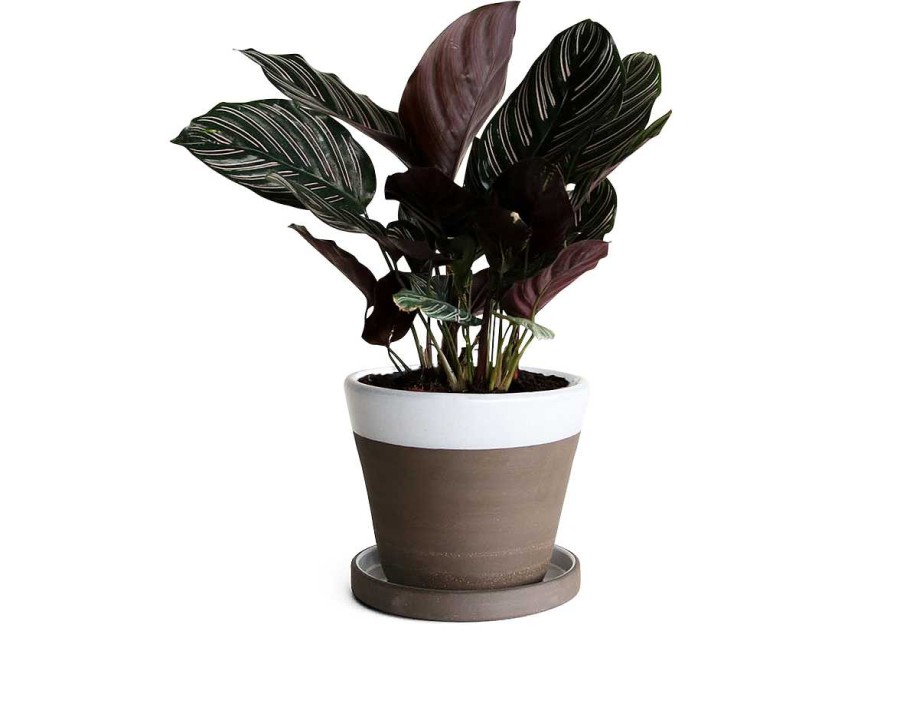 Special Edition Jono Pandolfi | Planter